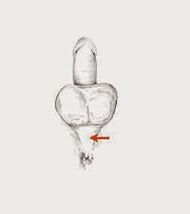 потенциалды бұлшықеттер және олардың потенциалын арттыруға кернеуі